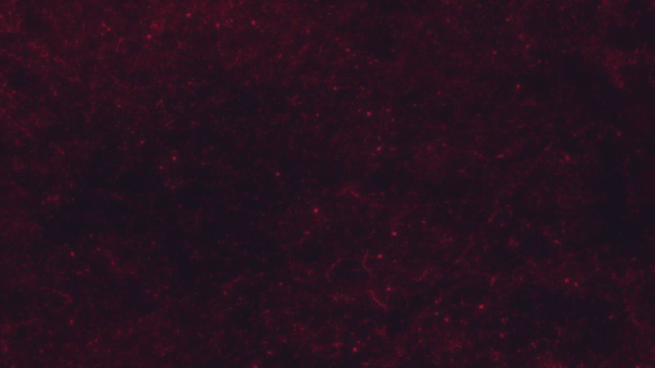 Paper Red 01